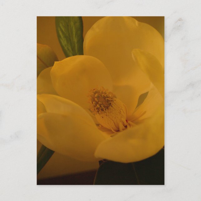 Postal "Magnolia Sateen" (Anverso)