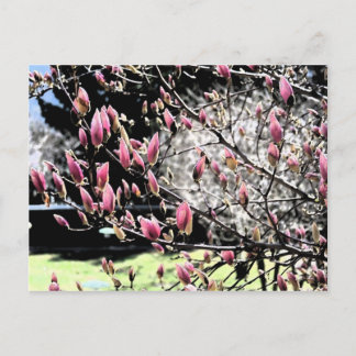 Postal Magnolia Sumi