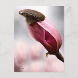 Postal Magnolia tapada