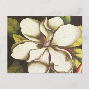 Postal magnolia vintage moderna