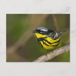 Postal Magnolia Warbler