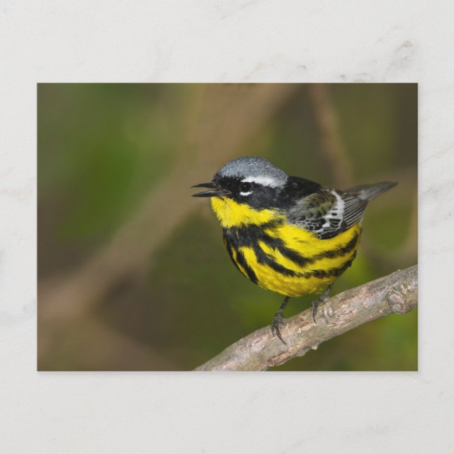 Postal Magnolia Warbler (Anverso)