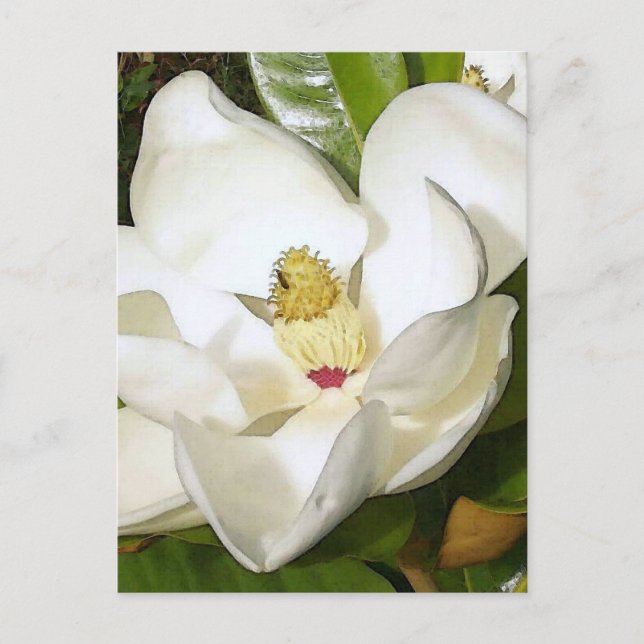 Postal Magnolia White (Anverso)