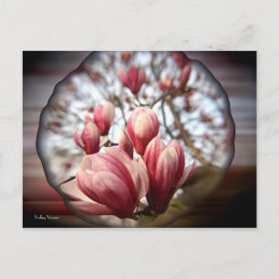 Postal Magnolia Wood