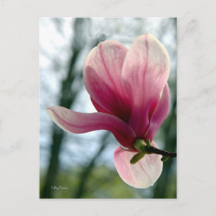 Postal Magnolia Woods