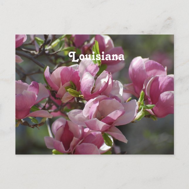 Postal Magnolias (Anverso)