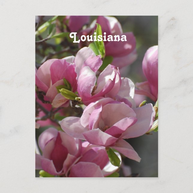 Postal Magnolias (Anverso)