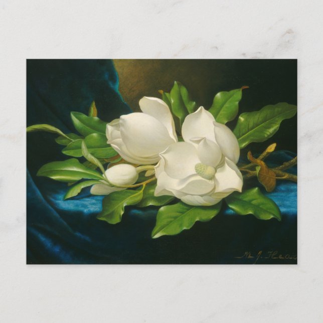Postal Magnolias gigantes con un traje de terciopelo azul (Anverso)