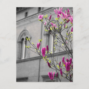 Postal Magnolias rosadas