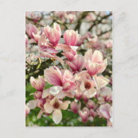 Magnolie Magnolienblüte rosa