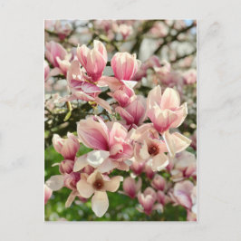 Postal Magnolie Magnolienblüte rosa