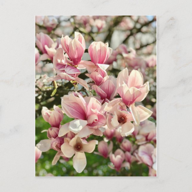 Postal Magnolie Magnolienblüte rosa (Anverso)