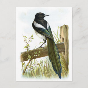 Postal Magpie