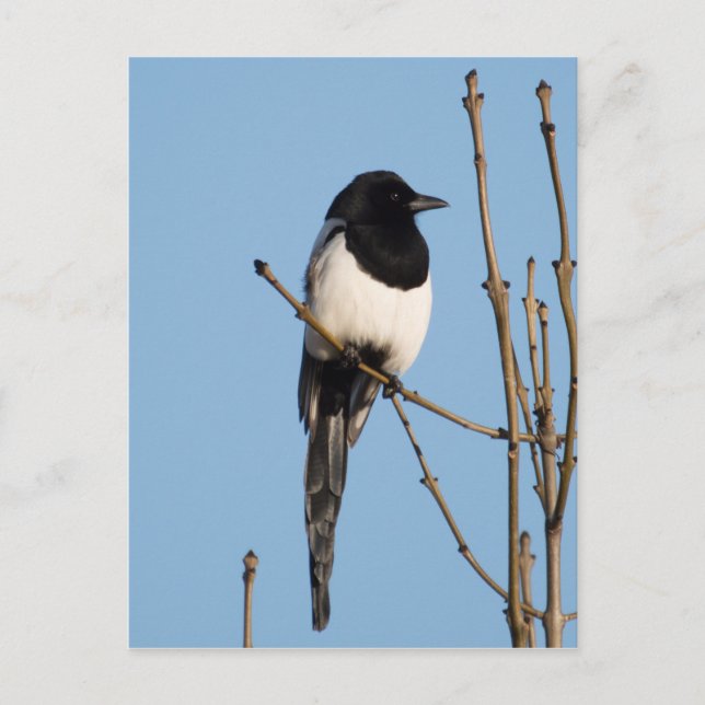 Postal Magpie (Anverso)