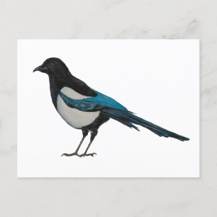 Postal Magpie