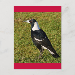 Postal Magpie
