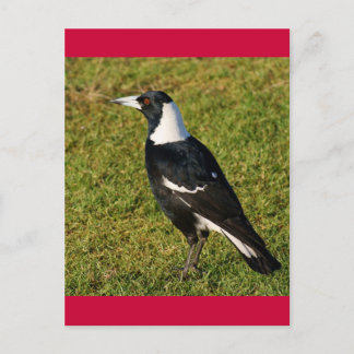 Postal Magpie