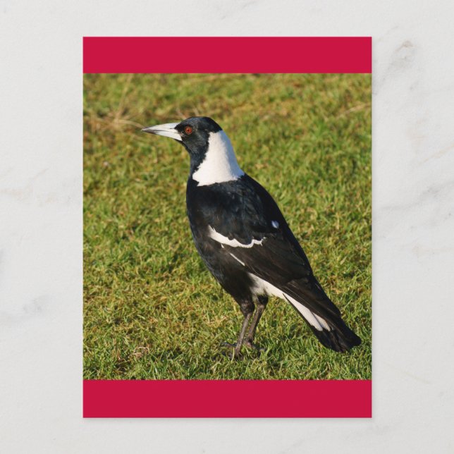 Postal Magpie (Anverso)
