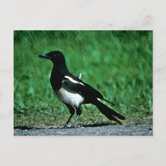 Postal Magpie (Anverso)