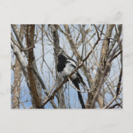 Postal Magpie de factura negra, Colorado
