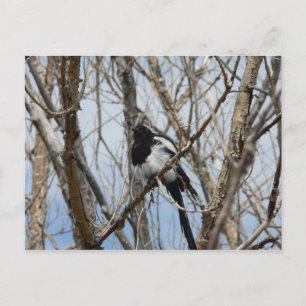Postal Magpie de factura negra, Colorado