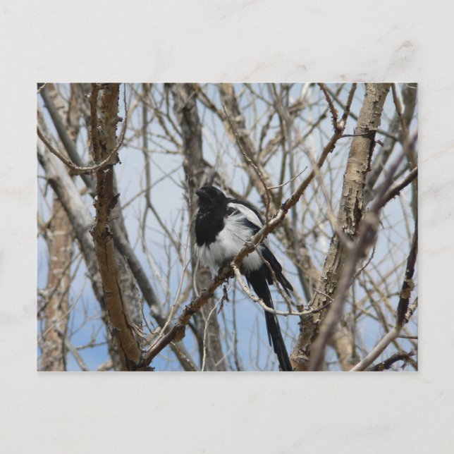 Postal Magpie de factura negra, Colorado (Anverso)