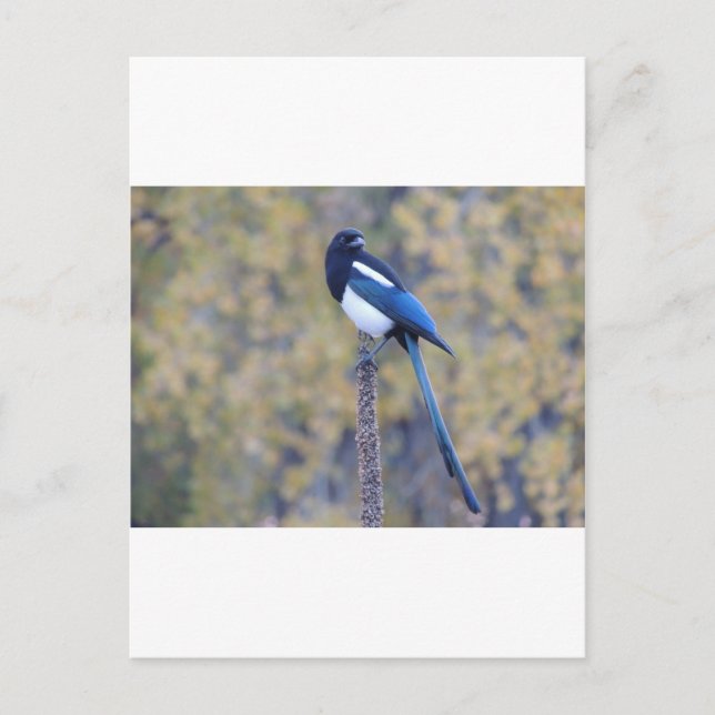 Postal Magpie facturado negro (Anverso)
