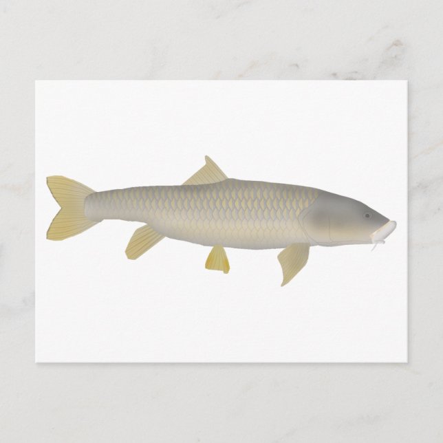 Postal Mahseer Dorado (Anverso)