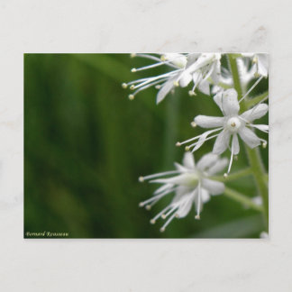 Postal Maïenthème du Canada
