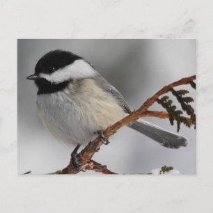 Postal Maine Chickadee