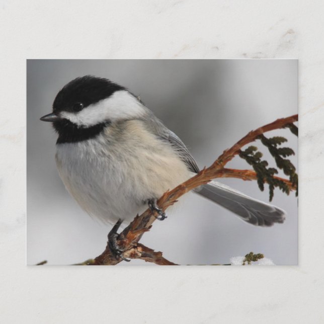 Postal Maine Chickadee (Anverso)