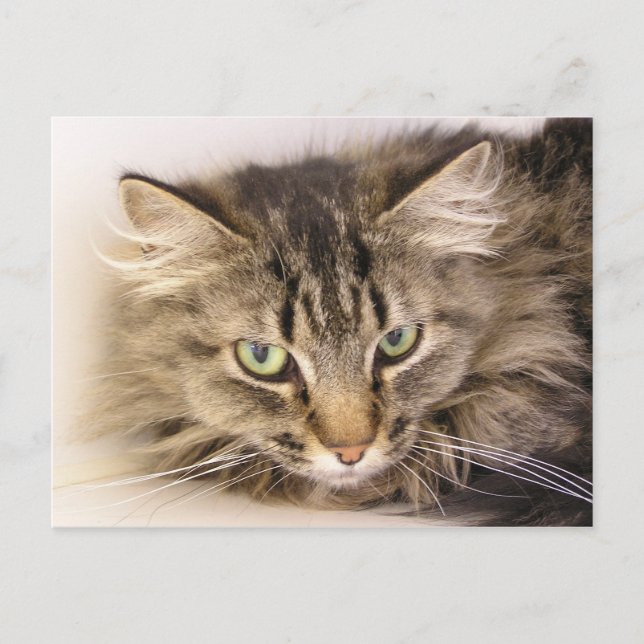 Postal Maine Coon (Anverso)