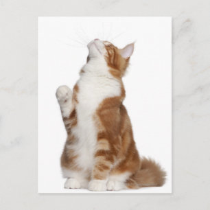 Postal Maine Coon (6 meses de edad) sentada y mirando hac