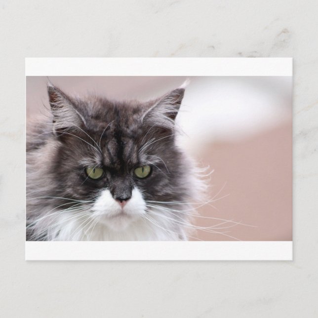 Postal Maine Coon Cat (Anverso)