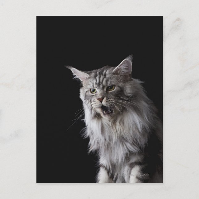 Postal Maine Coon cat 2 (Anverso)