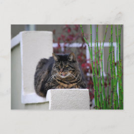 Postal Maine Coon Cat en el jardín