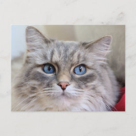 Postal Maine Coon Kitty Cat Cute Diversión