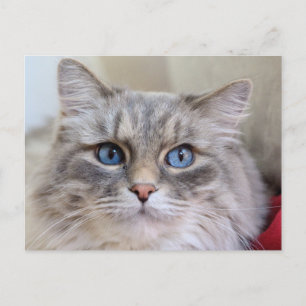 Postal Maine Coon Kitty Cat Cute Diversión