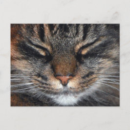Postal Maine Coon Kitty Cat Cute Diversión
