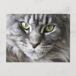 Postal Maine Coon Kitty Cat Cute Diversión