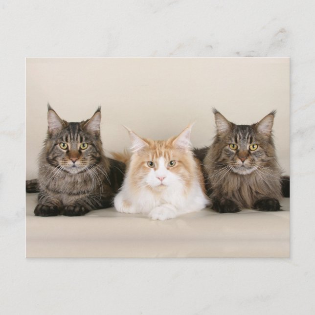 Postal Maine Coon Kitty Cat Cute Diversión (Anverso)