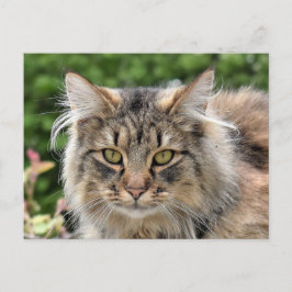 Postal Maine Coon Kitty Cat Cute Diversión