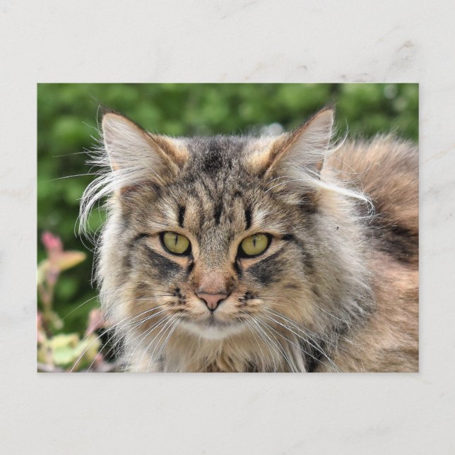 Postal Maine Coon Kitty Cat Cute Diversión (Anverso)