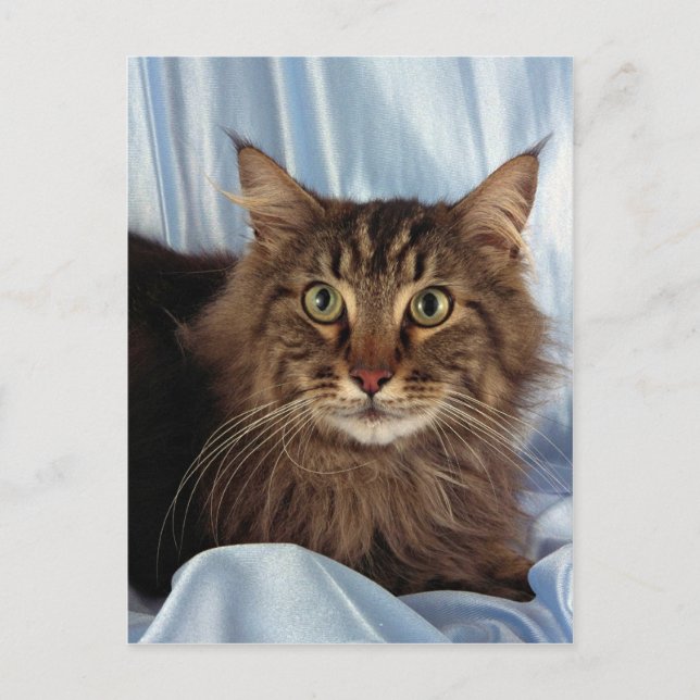 Postal Maine Coon, mesa marrón (Anverso)