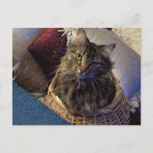 Postal Maine Coon Tabby Cat