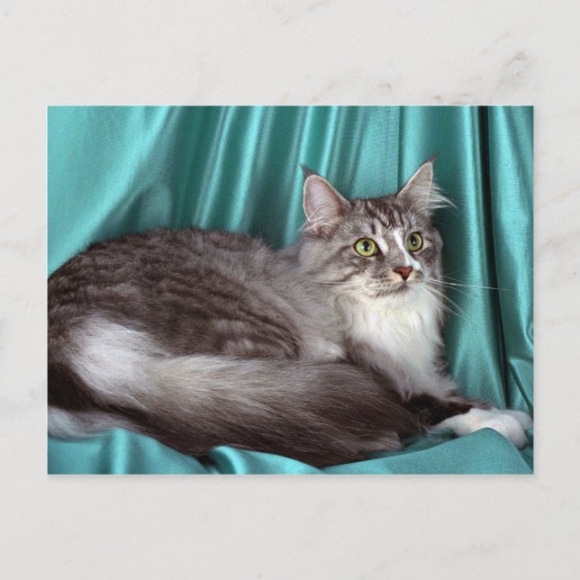 Postal Maine Coon, tabby plateado (Anverso)