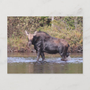 Postal Maine Cow Moose