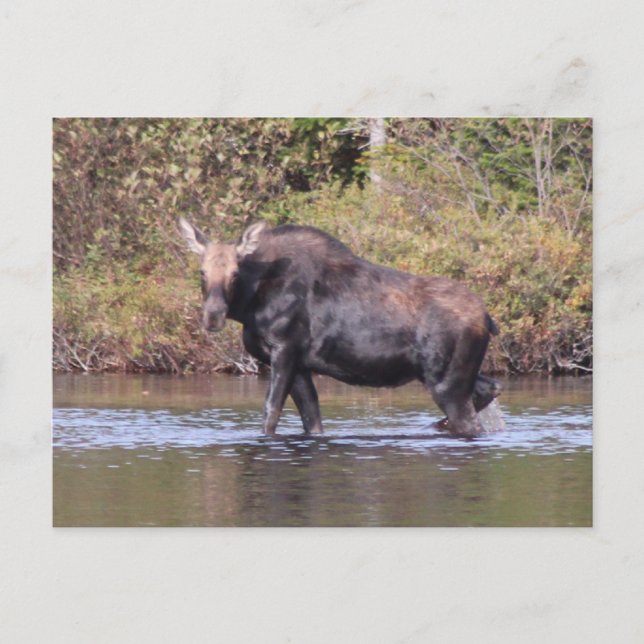 Postal Maine Cow Moose (Anverso)