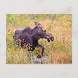 Postal Maine Moose