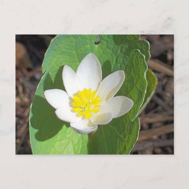 Postal Maine Spring (Anverso)